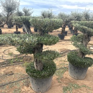 Olivovník európsky (Olea europaea) - výška 130-150 cm, obvod kmeňa 40/50 cm, kont. C90L - MULTI PONPON - 4 POSCHODIA (-12°C)